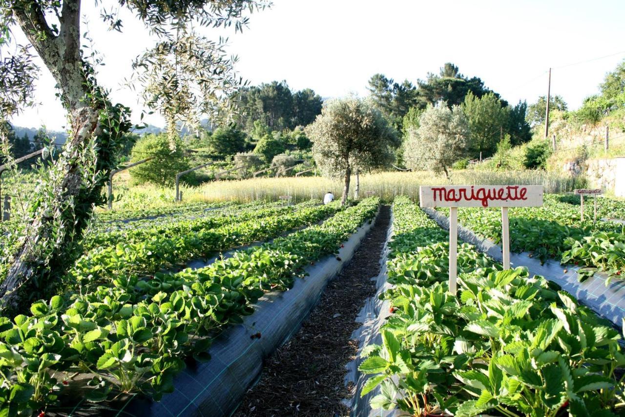 Verde Agua Agroturismo E Agricultura Biologica Couto المظهر الخارجي الصورة