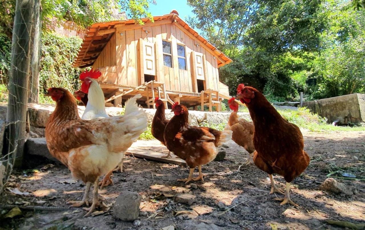 Verde Agua Agroturismo E Agricultura Biologica Couto المظهر الخارجي الصورة